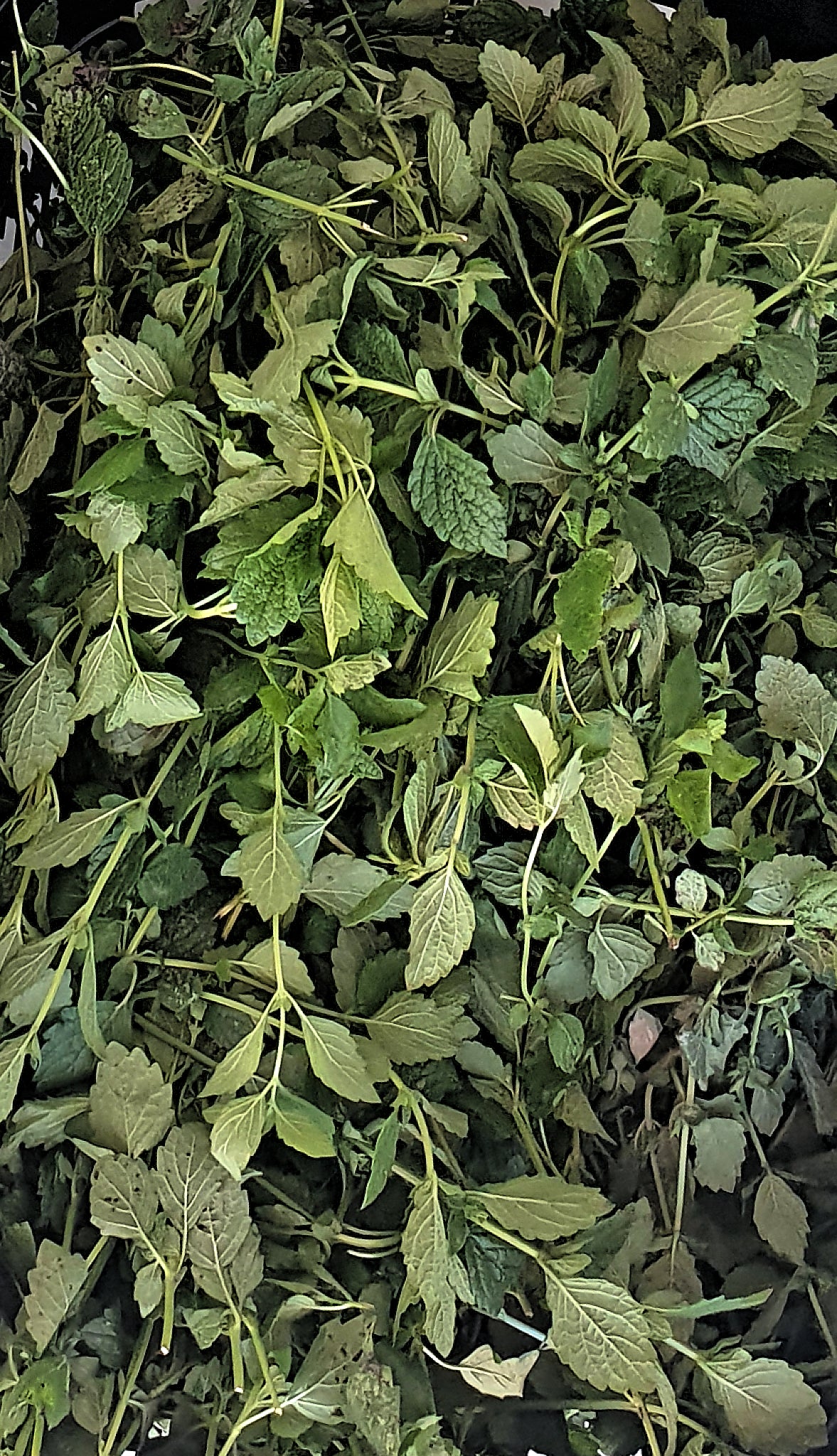 Melissenhydrolat - 110ml Pumpspray, Ernte 2025 sanft konserviert