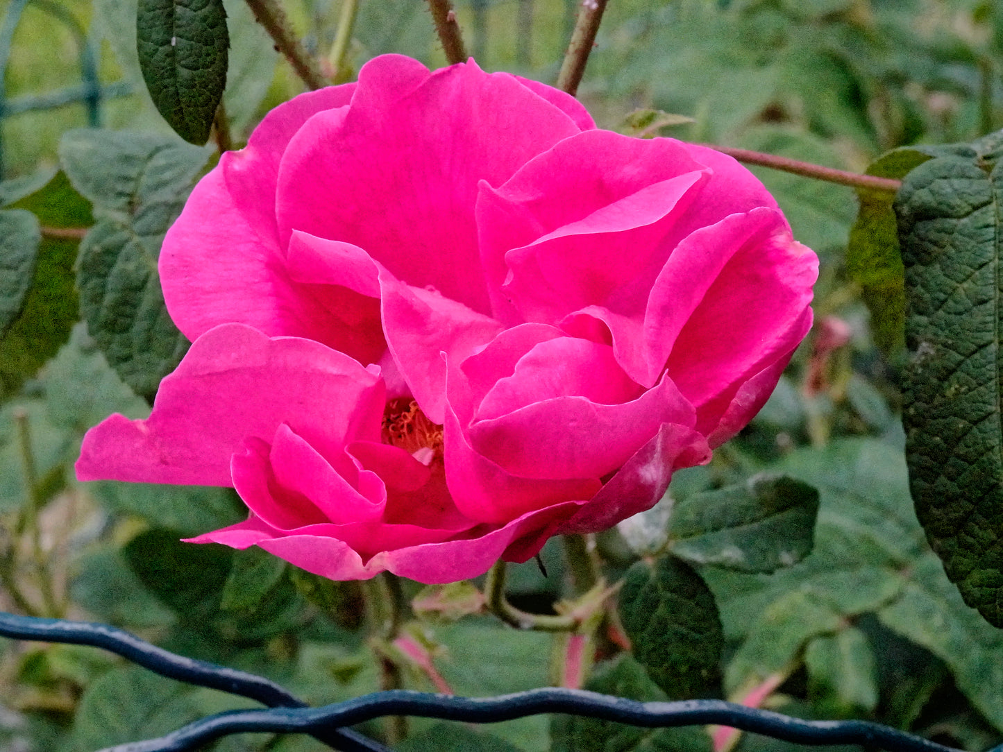 Rosenhydrolat - 110ml Pumpspray, Ernte 2025 sanft konserviert