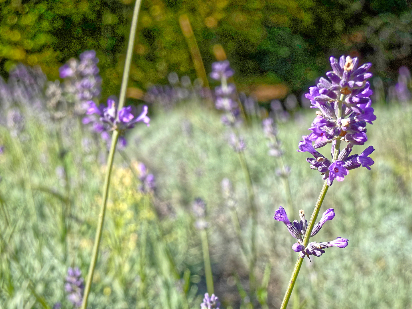 Lavendelhydrolat - 110 ml Pumpspray, Ernte 2025 sanft konserviert