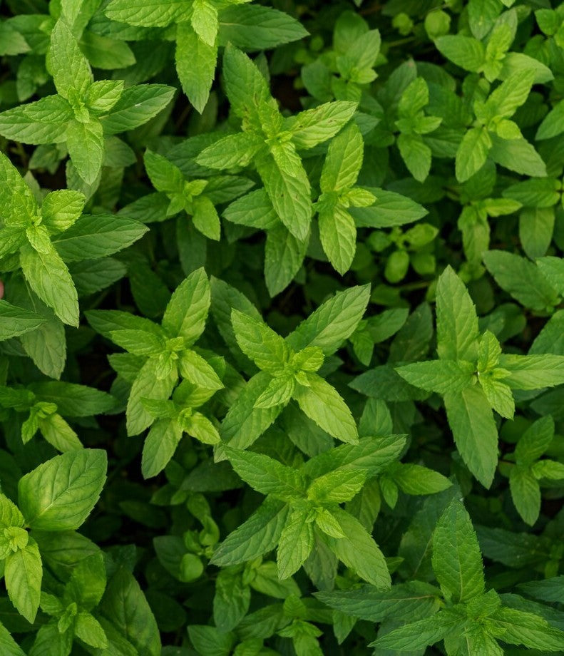 Pfefferminzhydrolat - 110ml Pumpspray, Ernte 2025 sanft konserviert